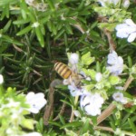 ローズマリーの花にとまる蜂