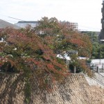 芦屋川の桜の木
