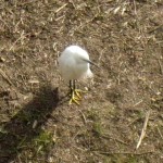 芦屋川の白い鳥