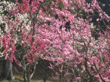 梅の花（神戸市東灘区）