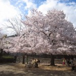 王子動物園　桜1